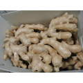 Ginger Wholesale Chinese High Quality Fresh Ginger Semi Air Dried Ginger